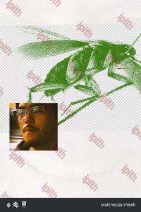 cockroach